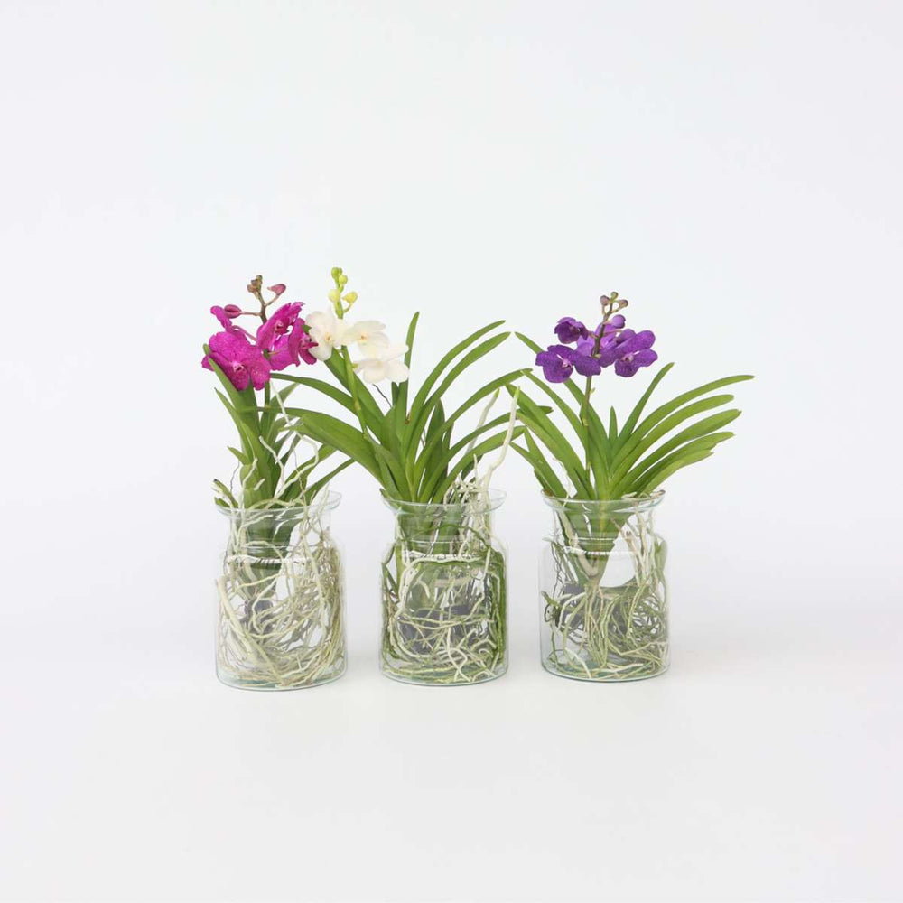 coffee jars for daily use - Image 12