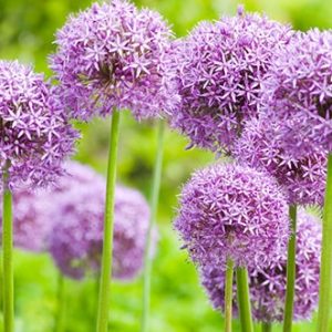 Allium flora