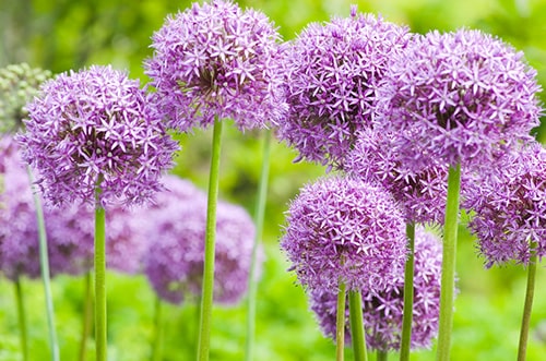 Allium flora