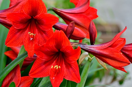Amaryllis