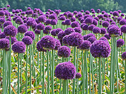 Amaryllis flora pink 4566btf - Image 15