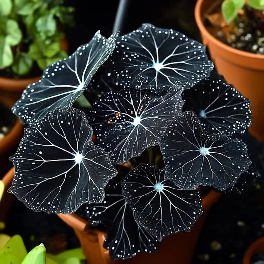 Amaryllis flora pink 4566btf - Image 30