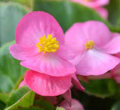 Amaryllis flora pink 4566btf - Image 3