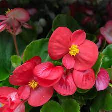 Amaryllis flora pink 4566btf - Image 6