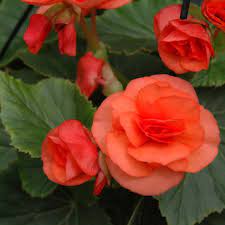 Amaryllis flora pink 4566btf - Image 12