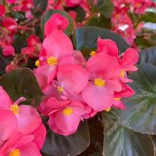 Amaryllis flora pink 4566btf - Image 25