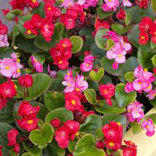 Amaryllis flora pink 4566btf - Image 26