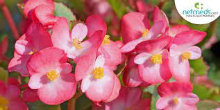 Amaryllis flora pink 4566btf - Image 27