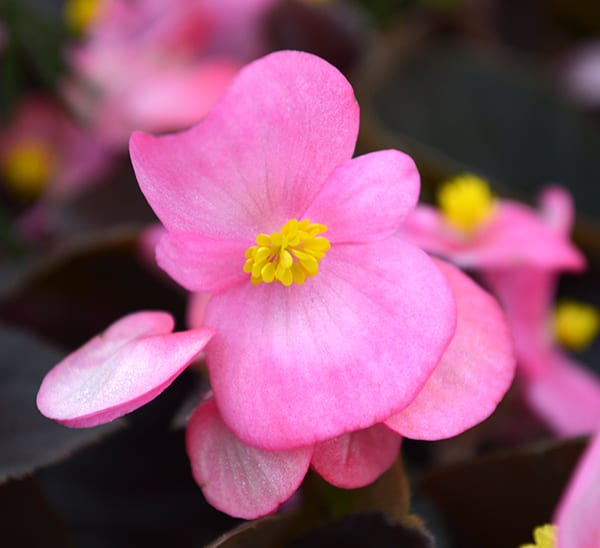 Amaryllis flora pink 4566btf - Image 28